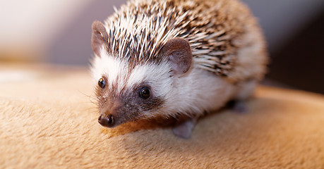 Image showing African white- bellied hedgehog