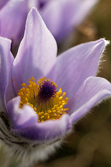 Image showing Purple anemone