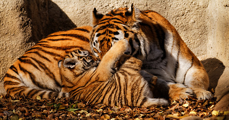 Image showing Tiger mum