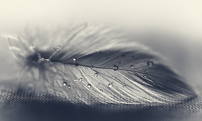 Image showing White feather with water drops