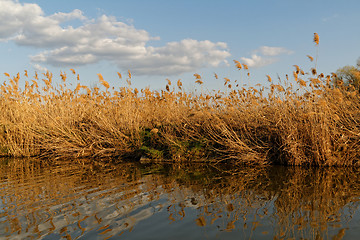 Image showing Reeds at the lake