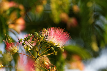 Image showing Flowers of acacia