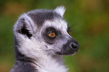 Image showing Lemur Catta