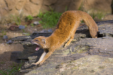 Image showing Yellow mongoose