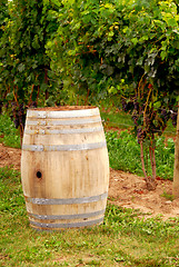 Image showing Wine barrel at vineyard