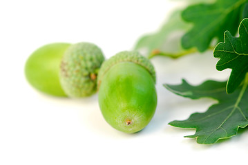 Image showing Acorn oak branch