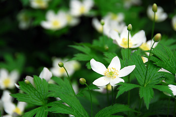 Image showing Wood anemones