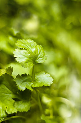 Image showing Coriander leaf