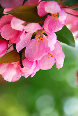 Image showing Apple blossom