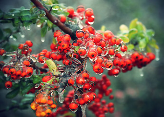 Image showing Branch of a bush with bright berries after freezing rain