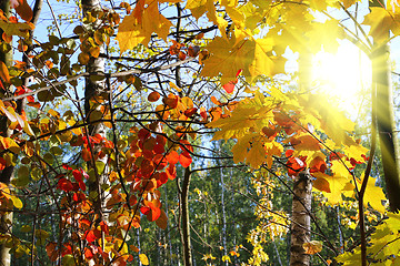 Image showing Branches of beautiful autumn trees