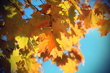 Image showing Branches of beautiful autumn maple