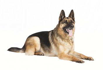 Image showing Shepherd dog lying