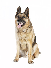 Image showing German Shepherd sitting