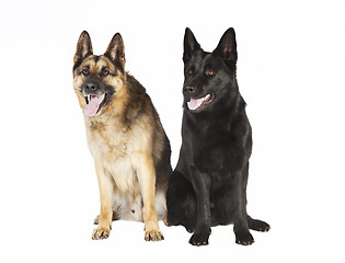 Image showing Two German sheepdog