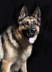 Image showing Sheepdog portrait
