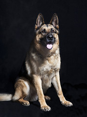 Image showing Sheepdog portrait sitting