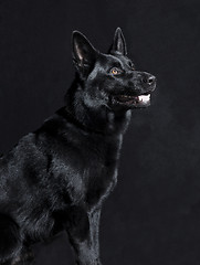 Image showing Black German Shepherd