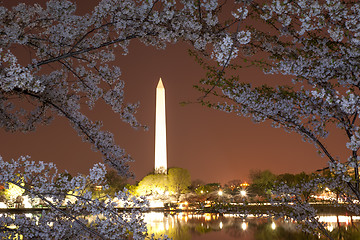 Image showing Cherry blossom in DC