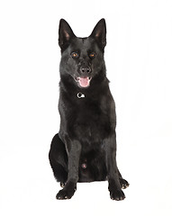 Image showing Black German Shepherd looking at the camera