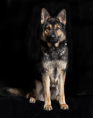 Image showing German shepherd dog