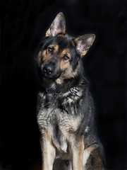 Image showing Shepherd dog looking at the camera