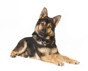 Image showing Isolated Shepherd Dog