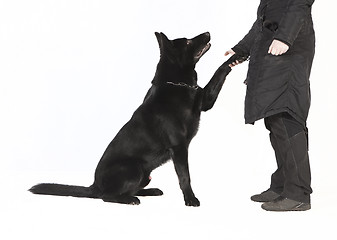 Image showing Shepherd Dogs Paw