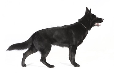 Image showing Black German Shepherd from the side