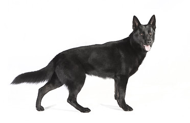 Image showing Black German Shepherd on a white ground