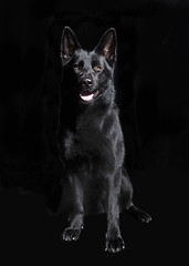 Image showing Black German Shepherd sitting