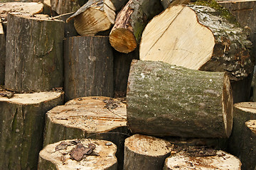 Image showing Heap of big hornbeam chopped logs