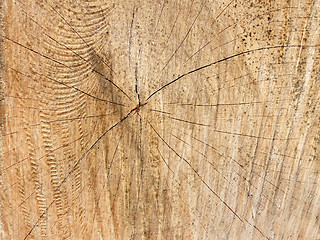 Image showing Structure of wooden cutting log