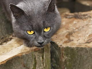 Image showing Gray cat with sad eyes