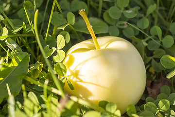 Image showing Single apple in green grass