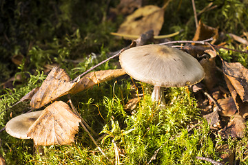 Image showing Inedible mushrooms in summer forest