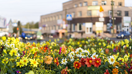 Image showing Flowers in summer city