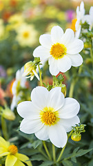 Image showing City dahilas on flowerbed