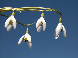 Image showing snowdrop flower