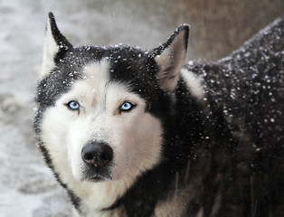 Image showing Portrait of dog husky