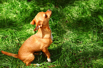Image showing Small dog