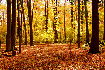 Image showing Fall forest landscape