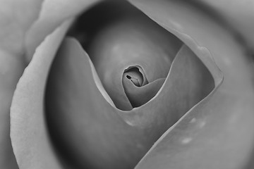 Image showing Rose bud