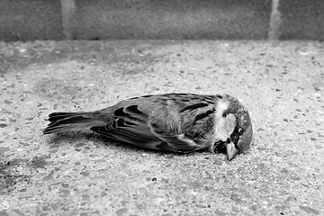 Image showing Dead tree sparrow by a brick wall