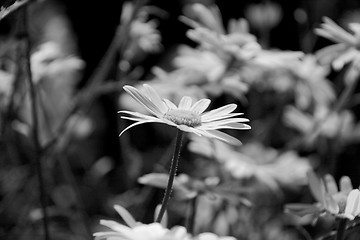 Image showing Daisy blooms