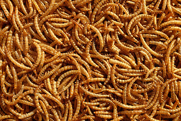 Image showing Pile of dried mealworms