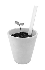 Image showing Seedling grows in a terracotta pot with a blank plant label