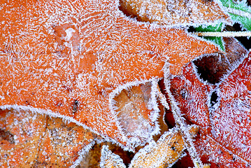 Image showing Frosty leaves