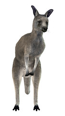 Image showing Eastern Grey Kangaroo