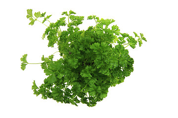 Image showing fresh parsley leaves - green herbs